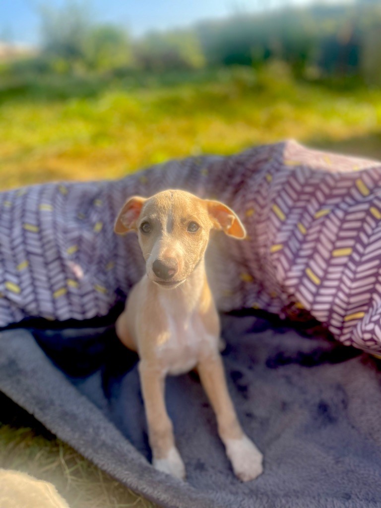 Des Vertes Merveilles - Chiot disponible  - Whippet