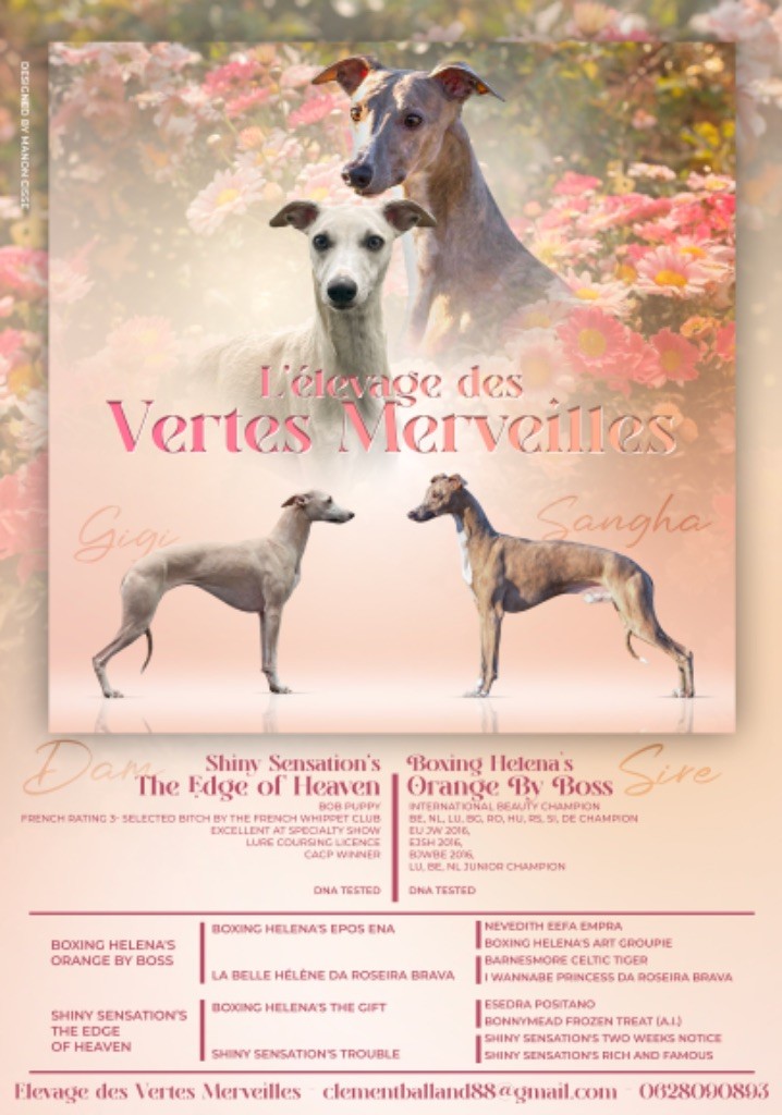 chiot Whippet Des Vertes Merveilles