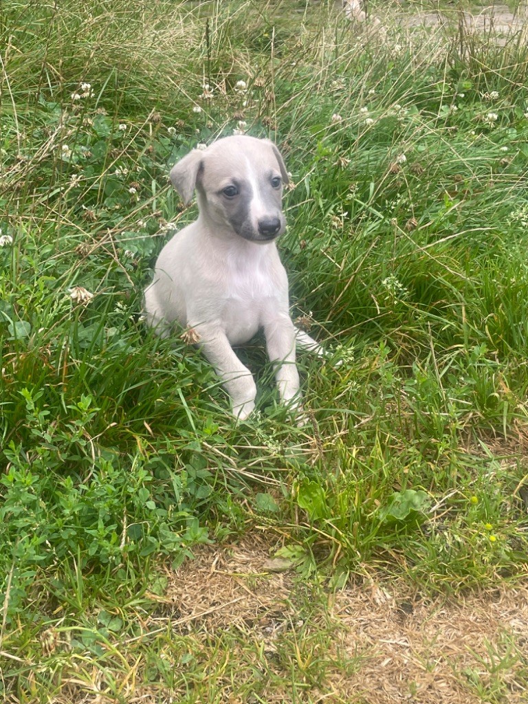 Des Vertes Merveilles - Chiot disponible  - Whippet