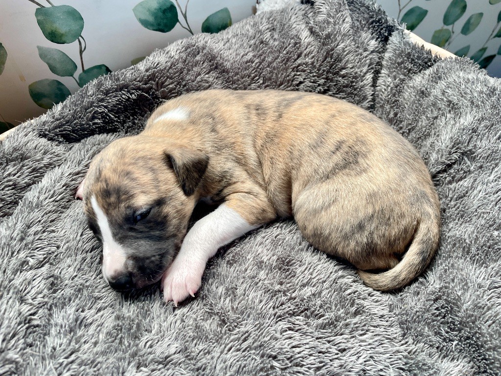 Des Vertes Merveilles - Chiots disponibles - Whippet