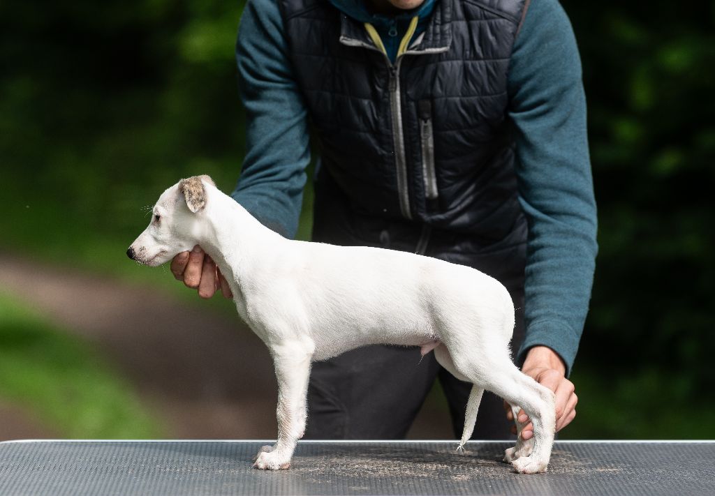 Des Vertes Merveilles - Chiots disponibles - Whippet
