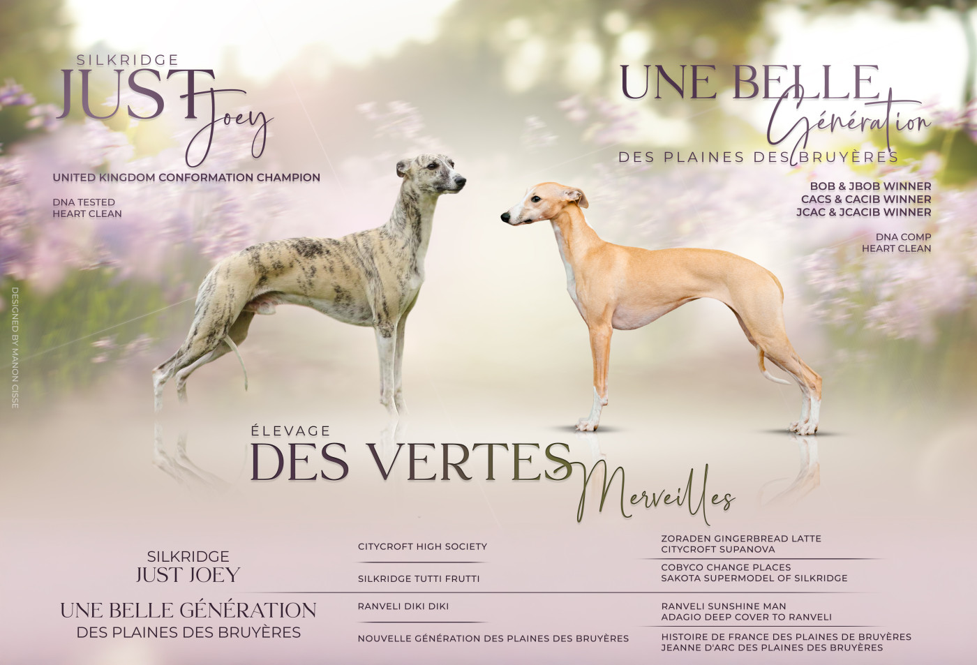 Des Vertes Merveilles - Whippet - Portée née le 10/02/2026