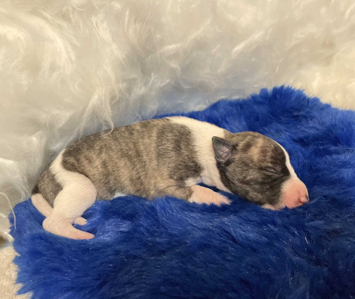 Des Vertes Merveilles - Chiots disponibles - Whippet