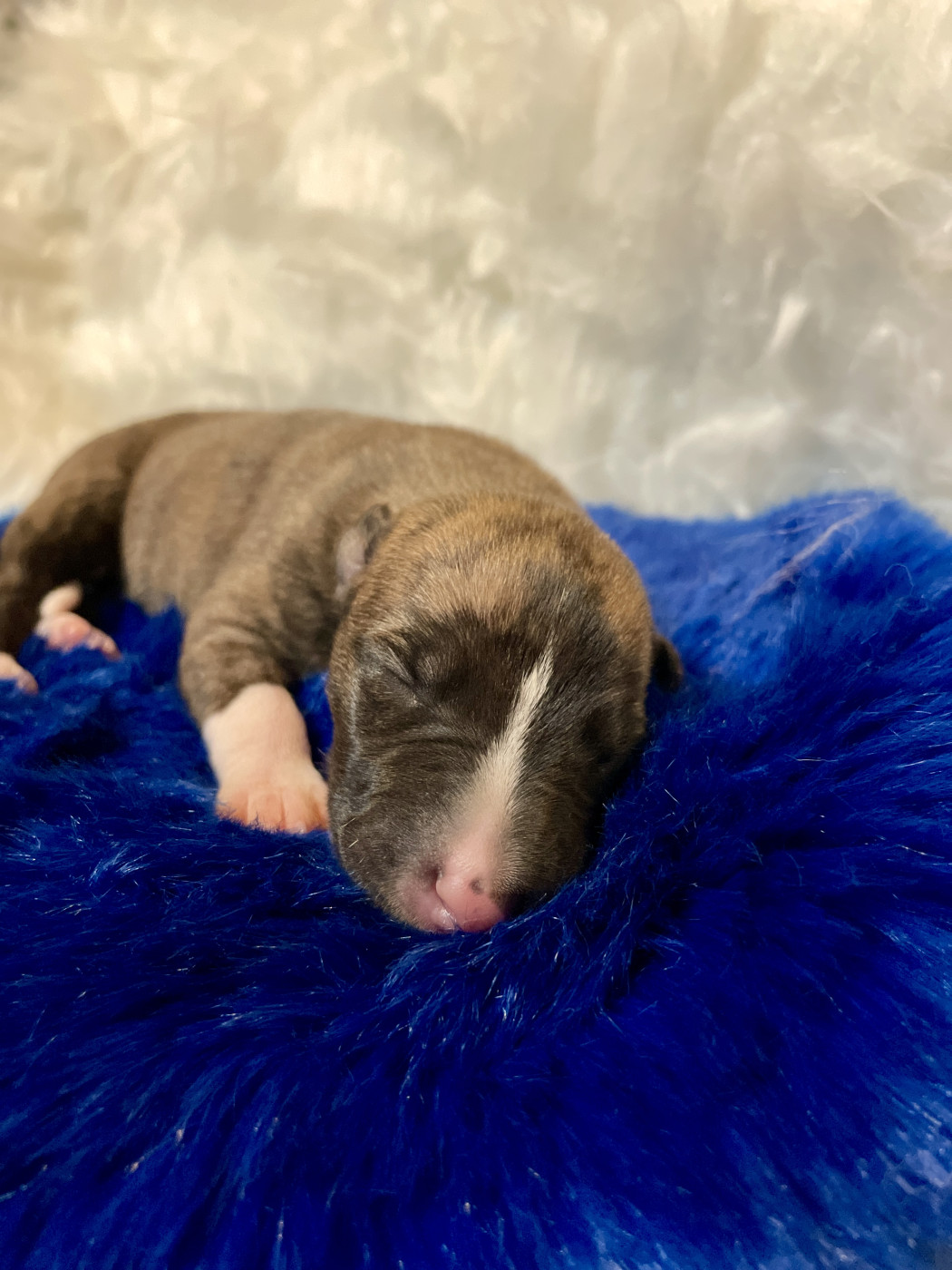 Des Vertes Merveilles - Chiots disponibles - Whippet