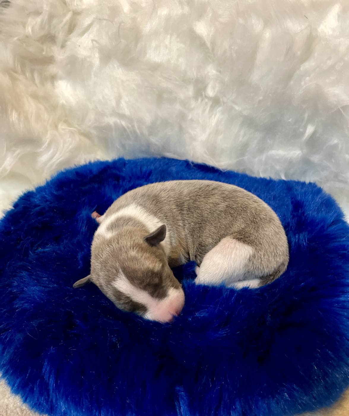 Des Vertes Merveilles - Chiots disponibles - Whippet
