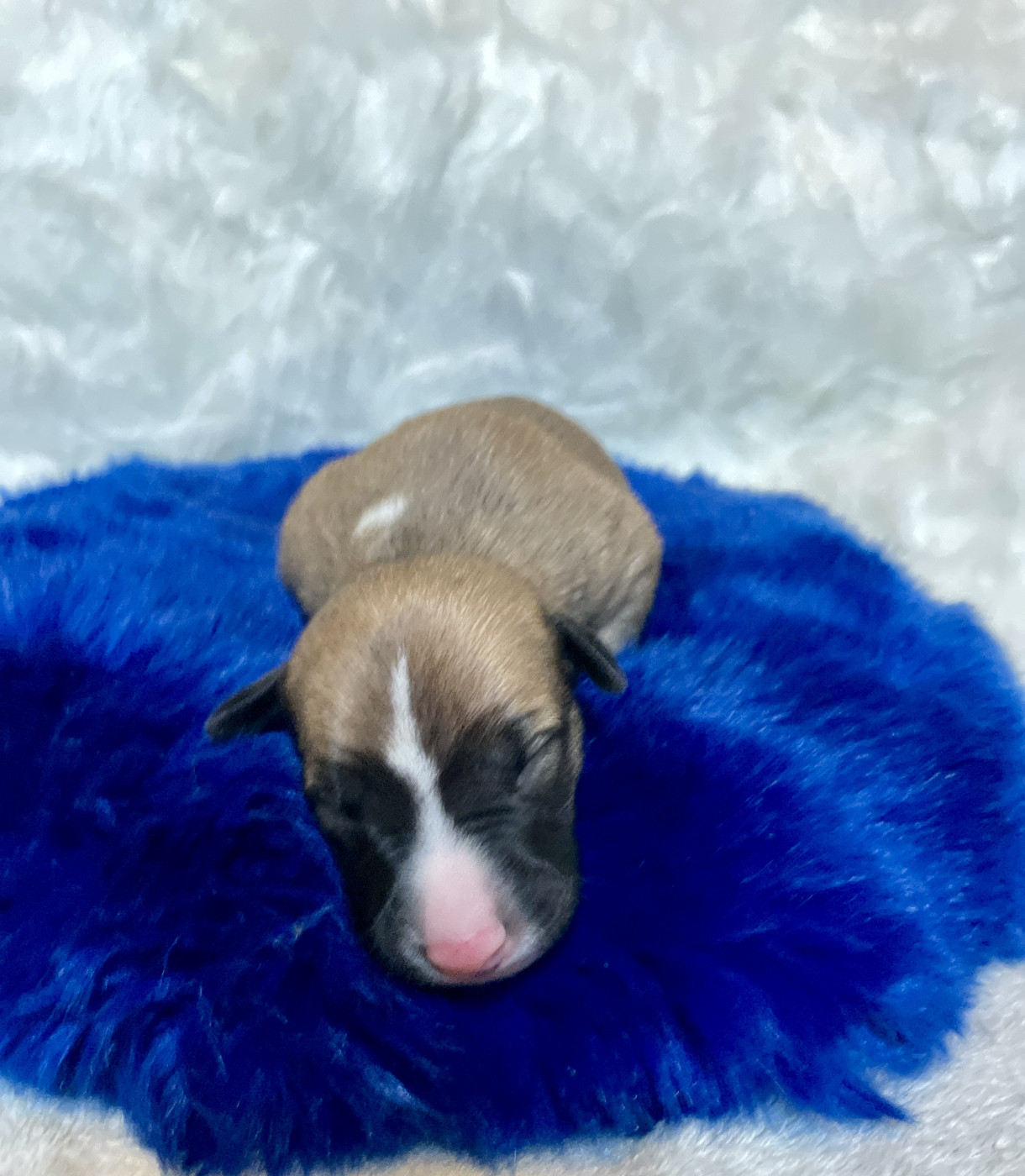 Des Vertes Merveilles - Chiots disponibles - Whippet