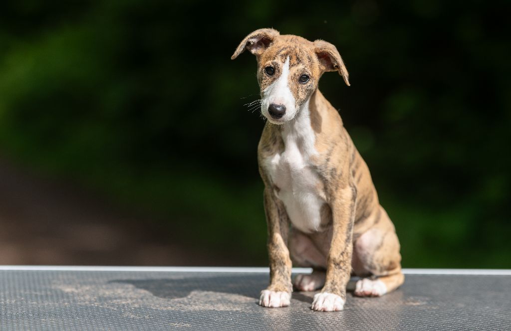 Des Vertes Merveilles - Chiots disponibles - Whippet