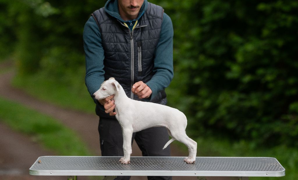Des Vertes Merveilles - Chiots disponibles - Whippet