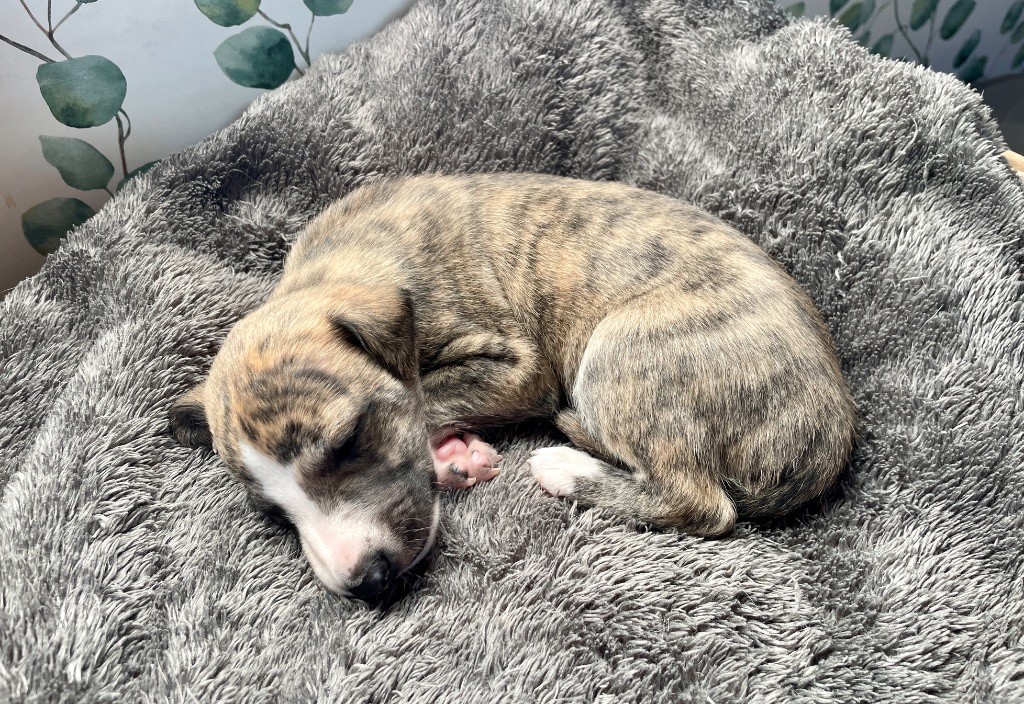 Des Vertes Merveilles - Whippet - Portée née le 12/10/2025