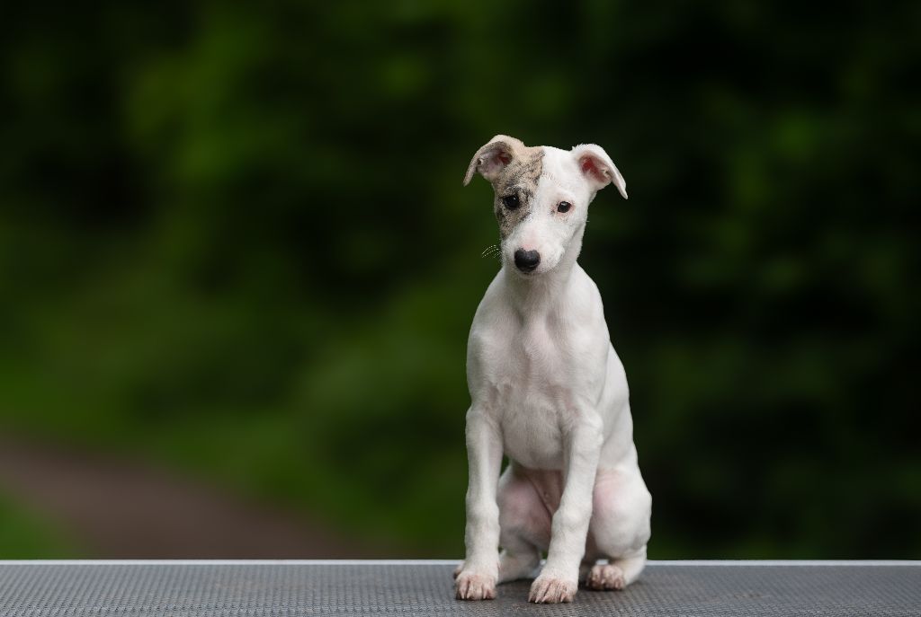 Des Vertes Merveilles - Chiots disponibles - Whippet