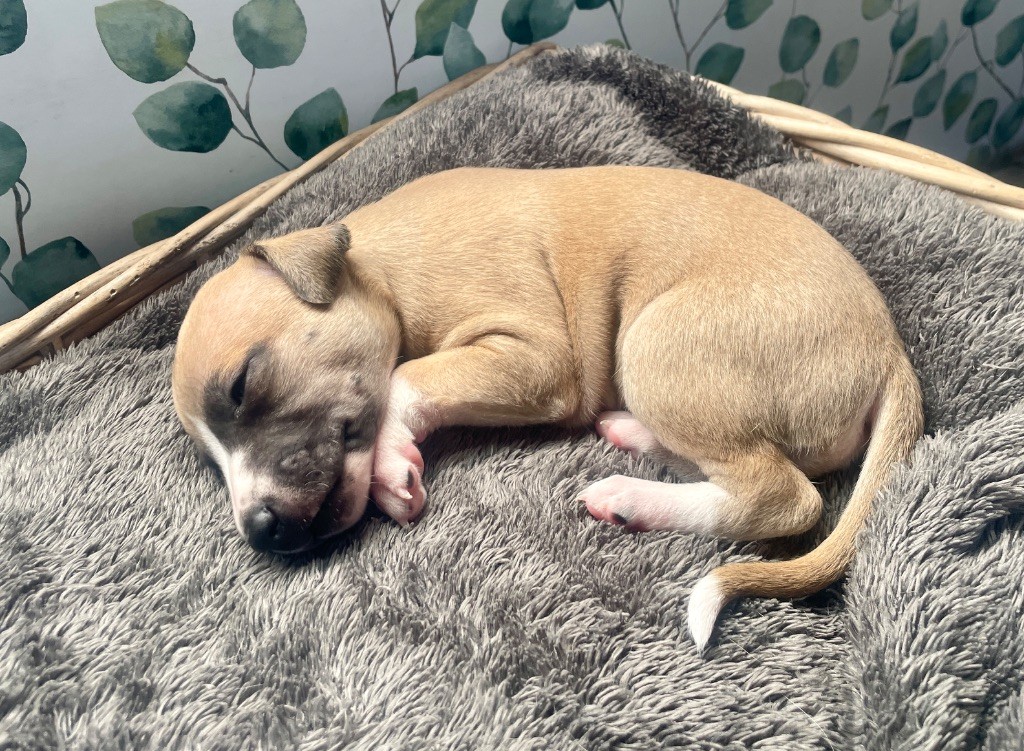 Des Vertes Merveilles - Chiots disponibles - Whippet